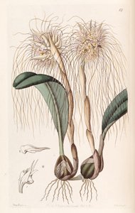 Bulbophyllum medusae de Miss Drake